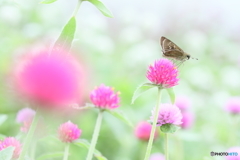 セセリの楽園