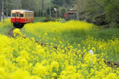 菜の花沿線