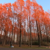 夕日に染まる