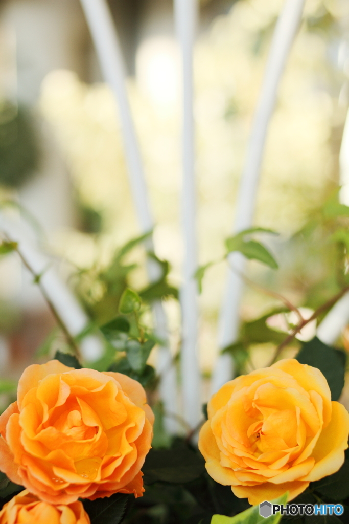 Apricot RoseⅡ