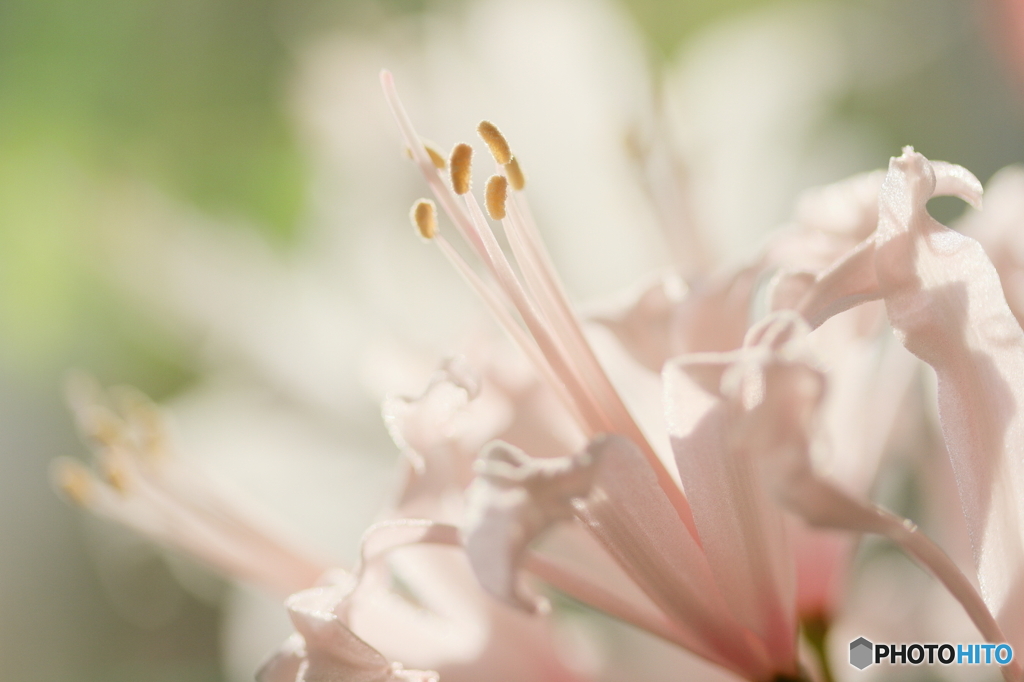 Diamond Lily