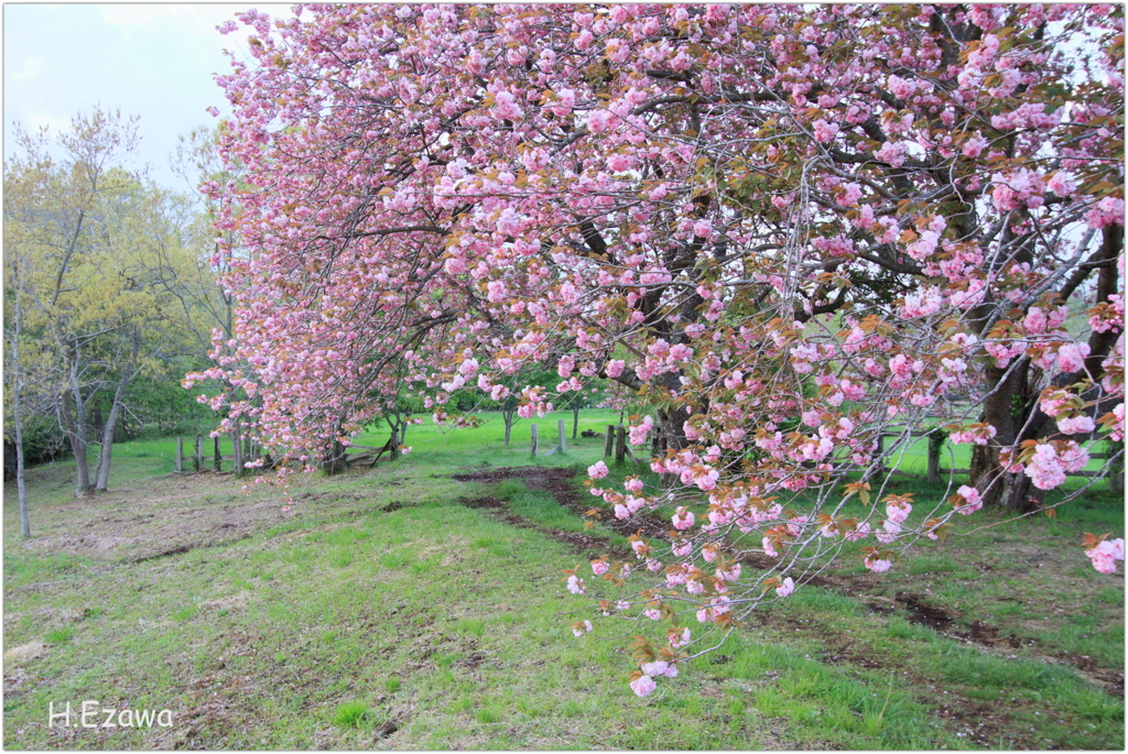 牧場の八重桜Ⅳ