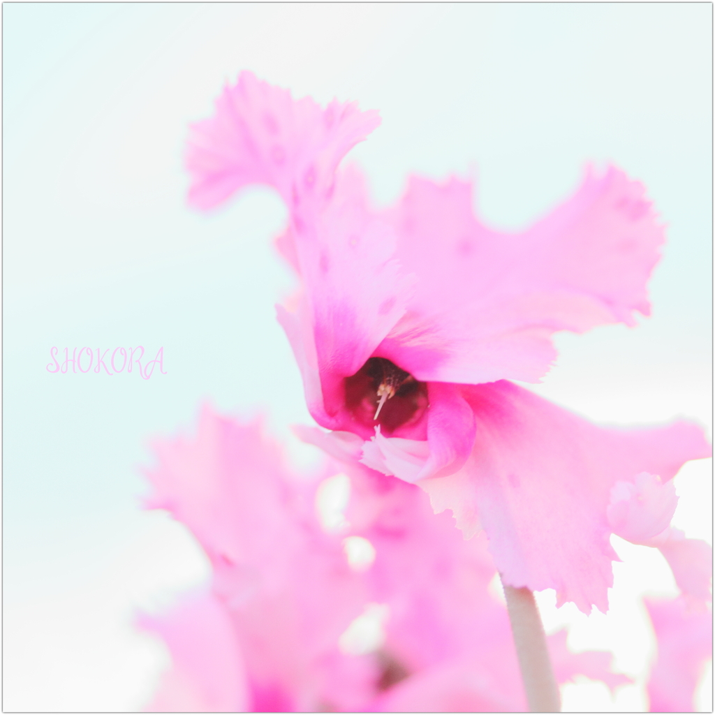 舞