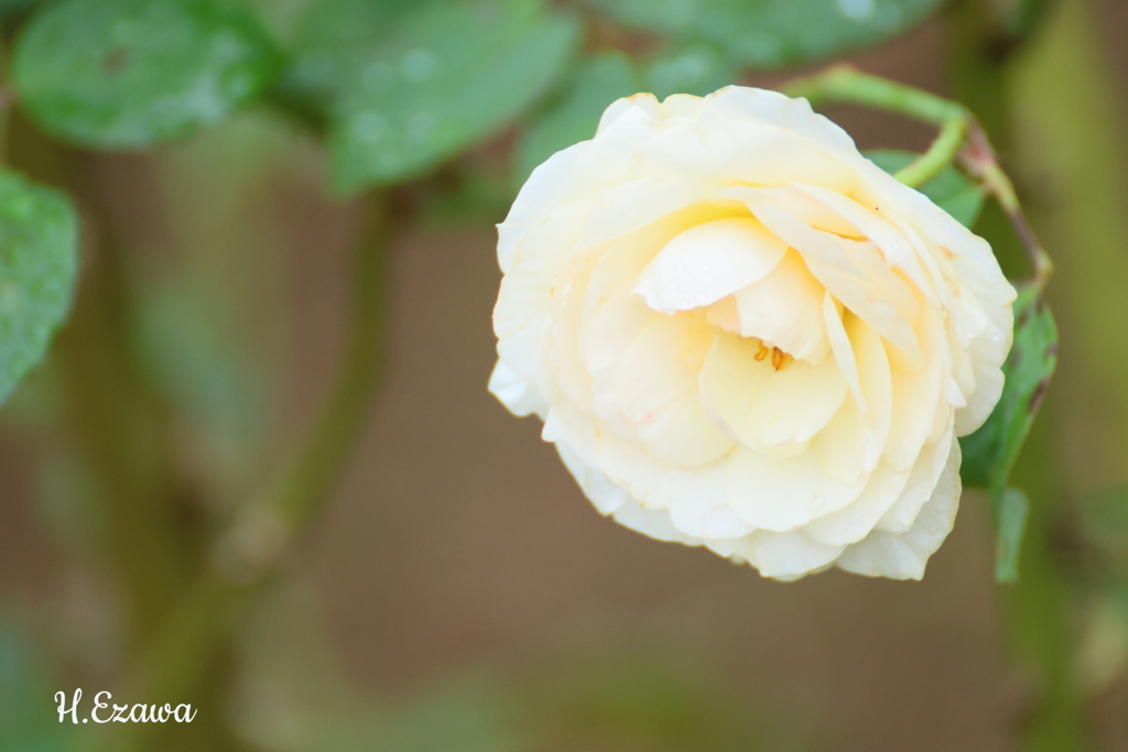 クリーム色の薔薇