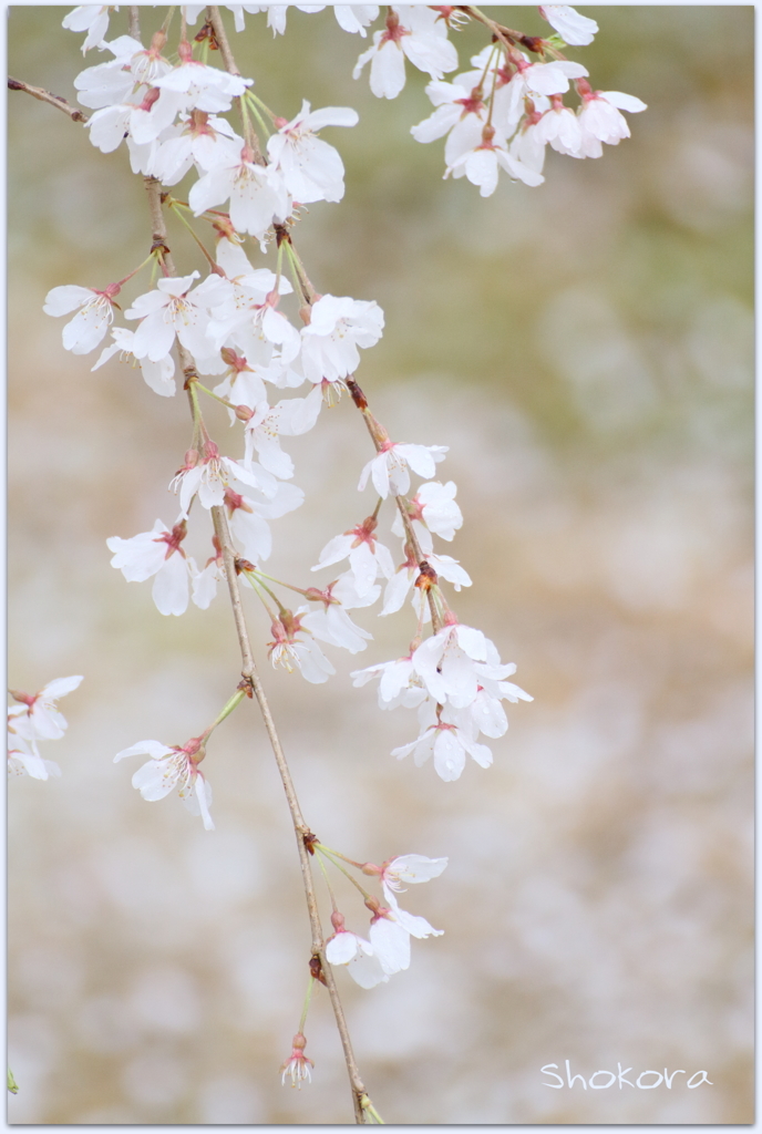 栄福寺の枝垂れ桜Ⅲ