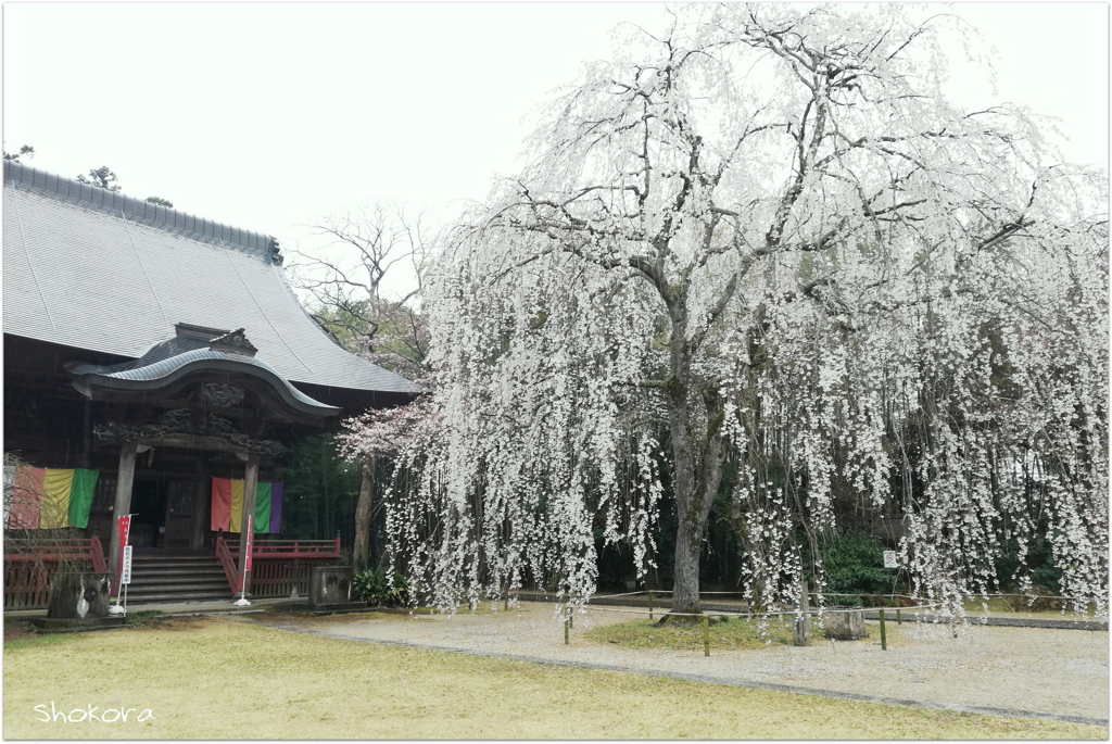雨の栄福寺〈スマホバージョン〉
