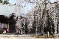 本堂と姫桜