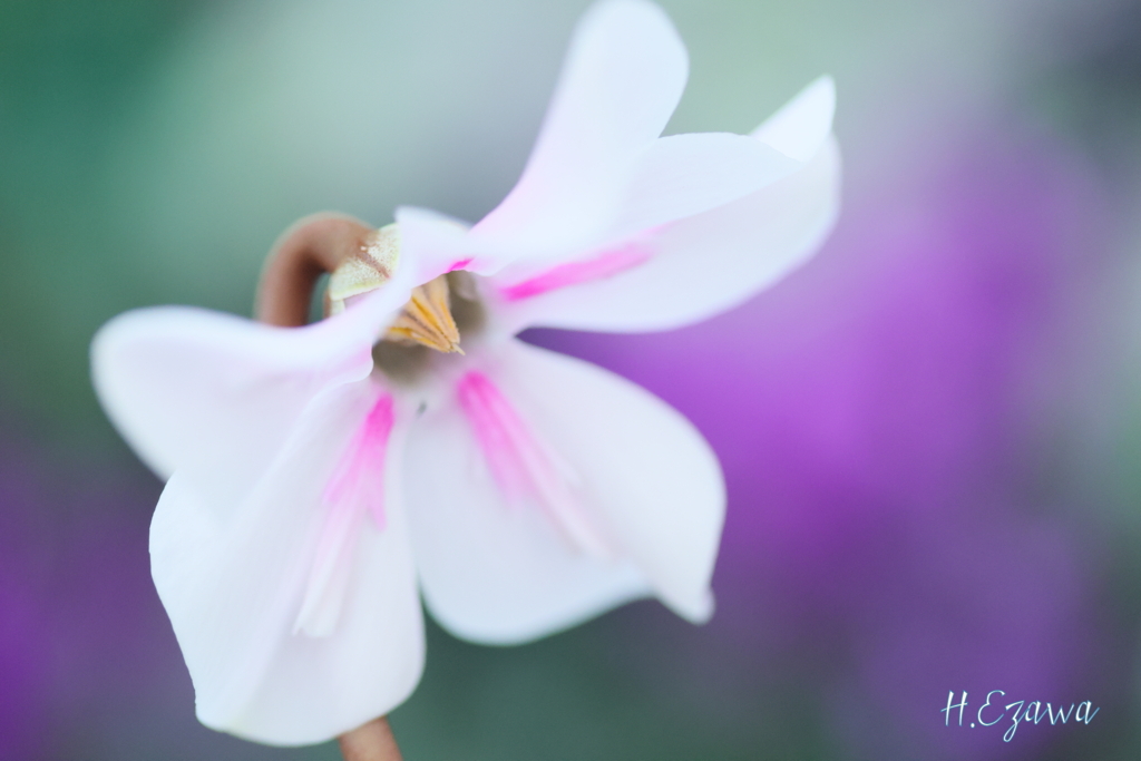 シクラメンランプ