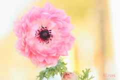 アネモネ八重