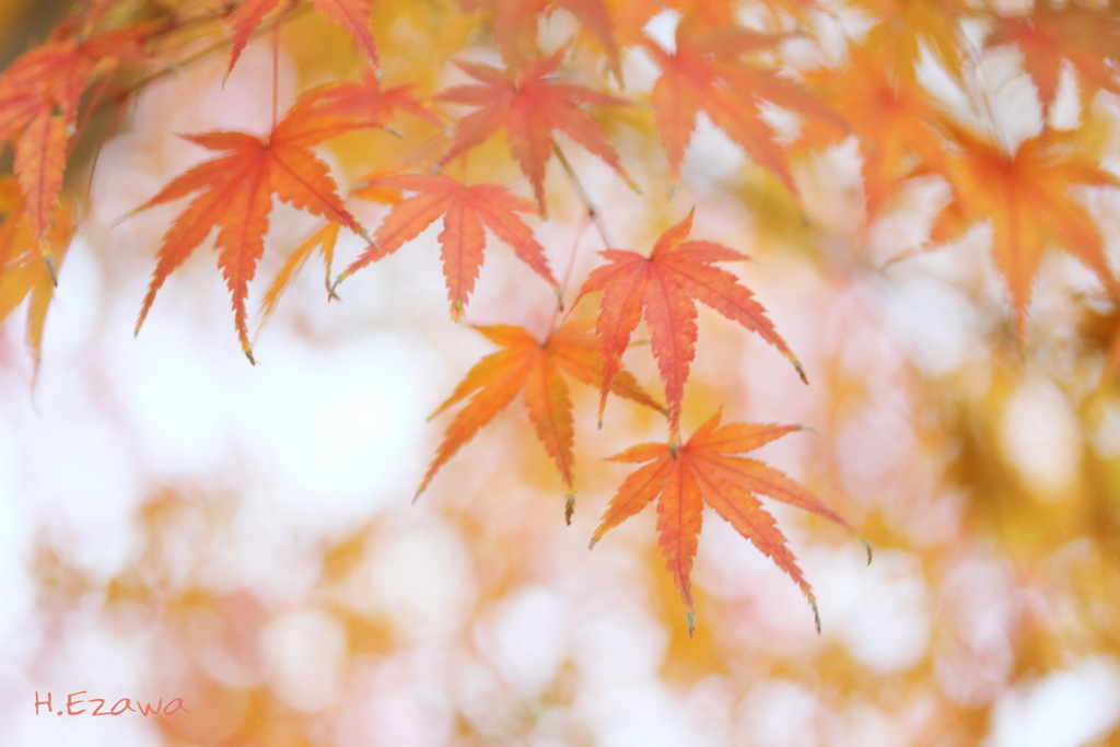 紅葉