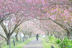 八重桜のトンネル