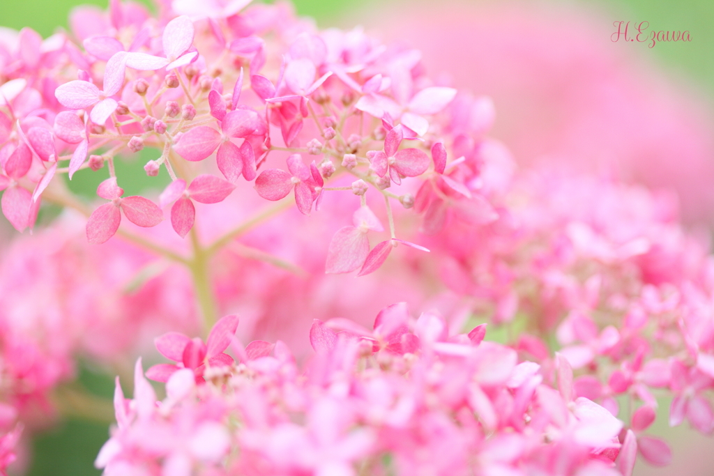 Pink Annabel
