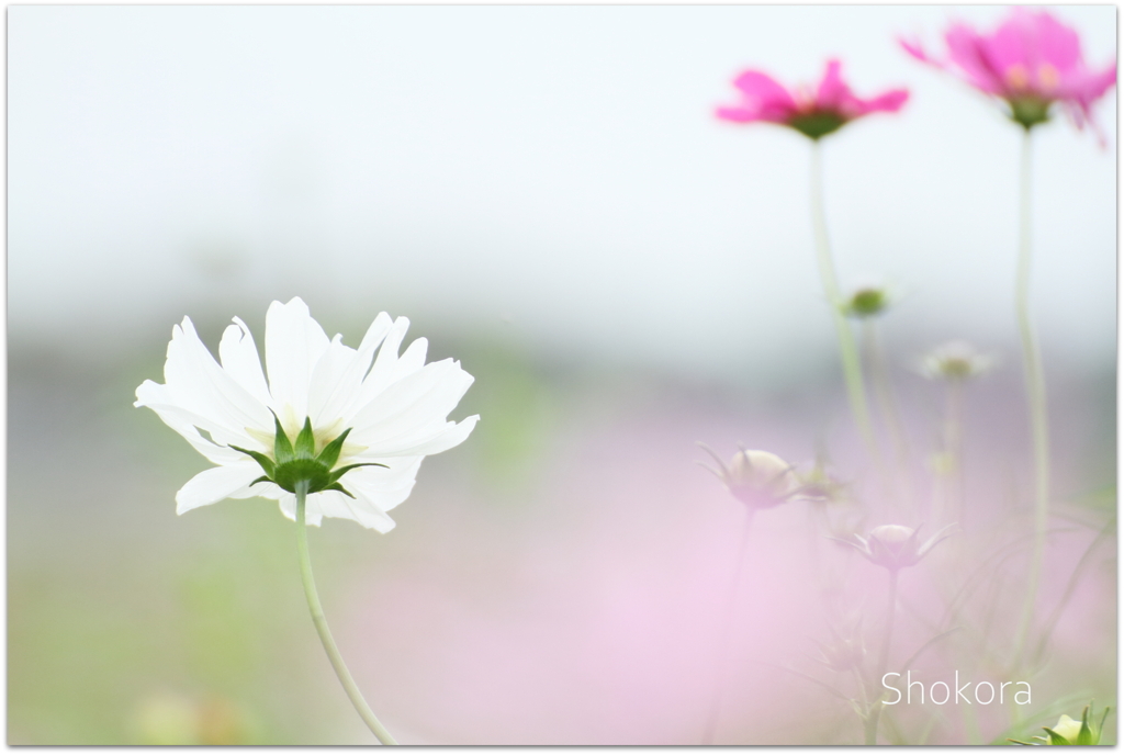 White cosmos