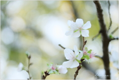 秋の桜 秋の桜