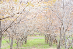 山桜の並木道