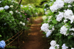 紫陽花小路