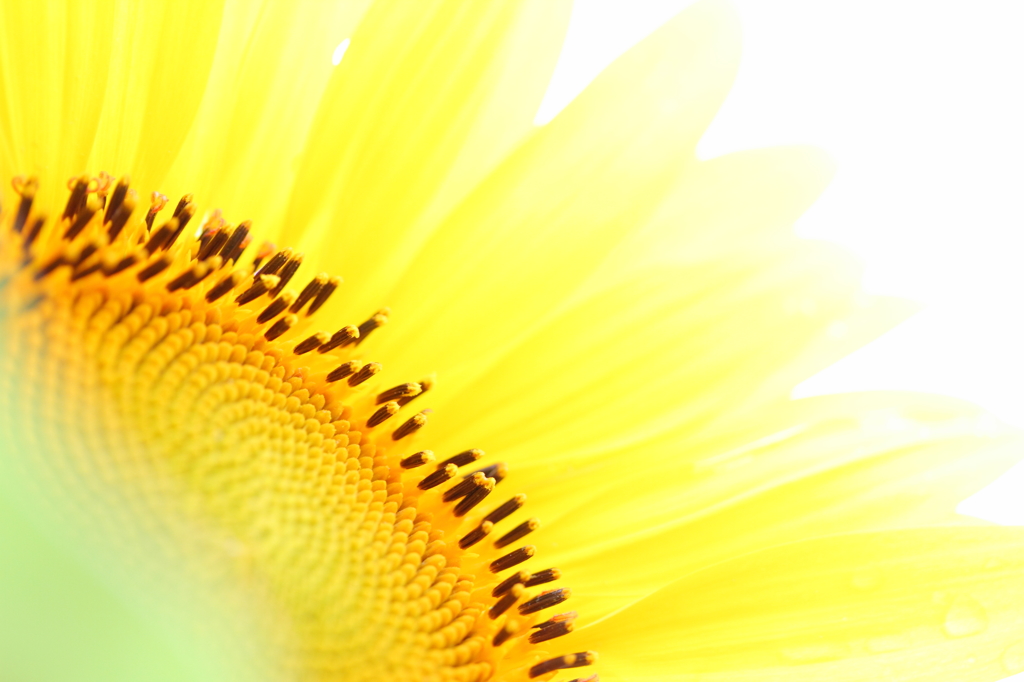 Summer yellow