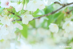 春風