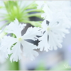 桜草