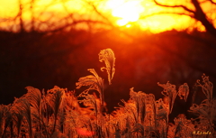 冬の夕日