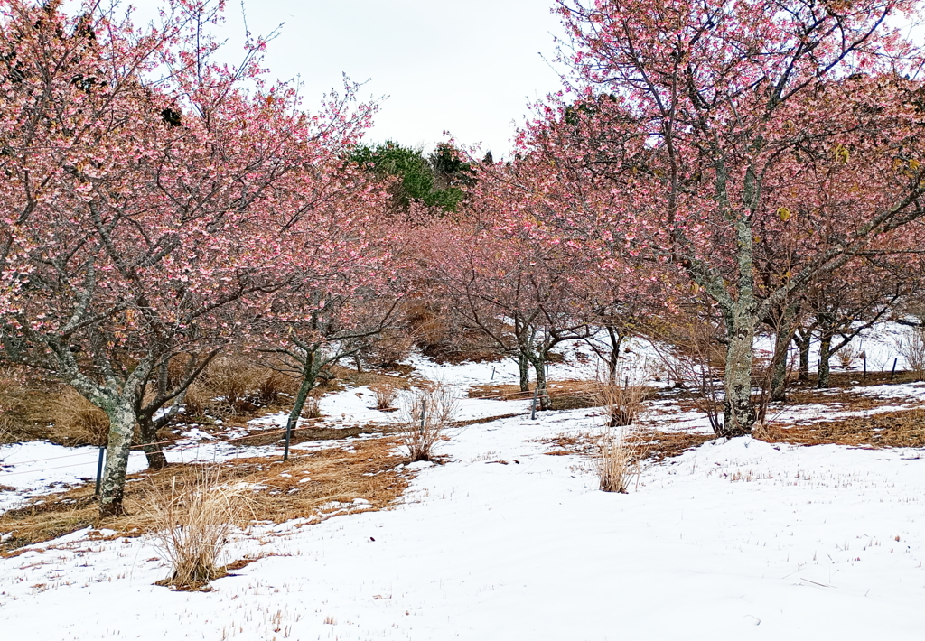 雪と河津桜
