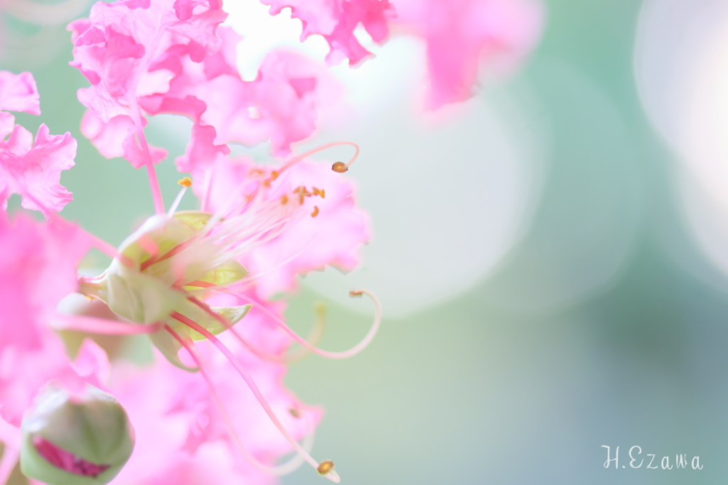 百日紅4