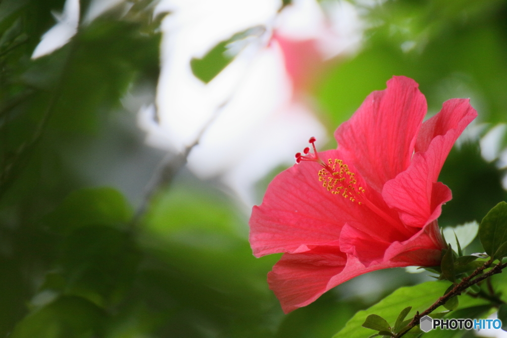 South flower