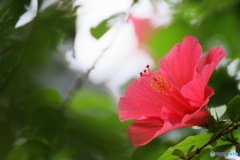 South flower