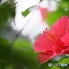 South flower