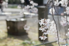 栄福寺Ⅱ