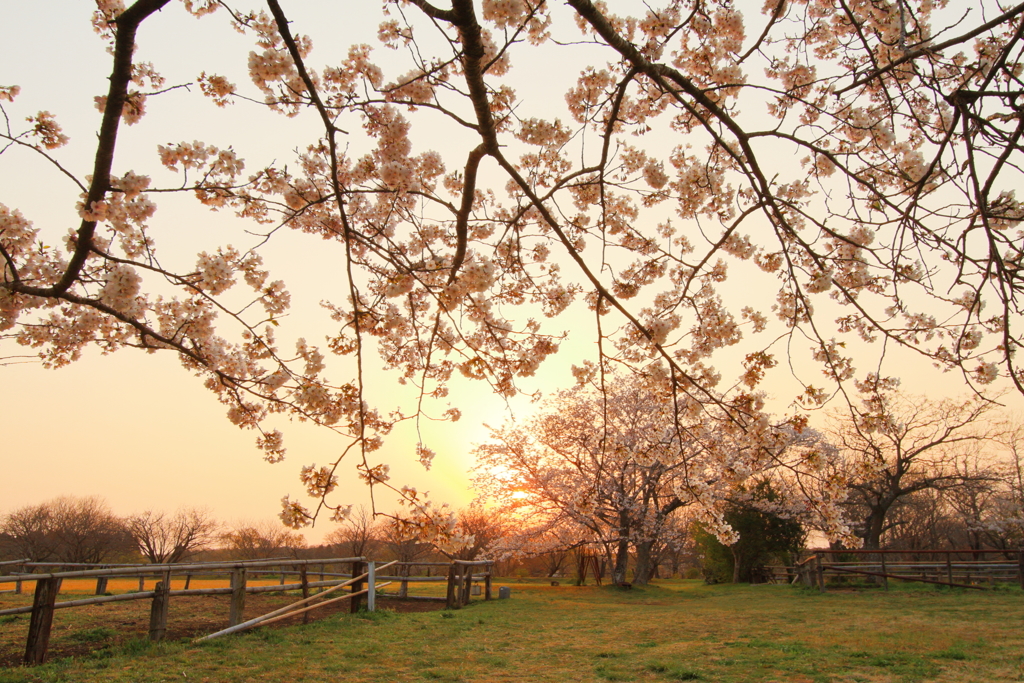 牧場の夕暮れ