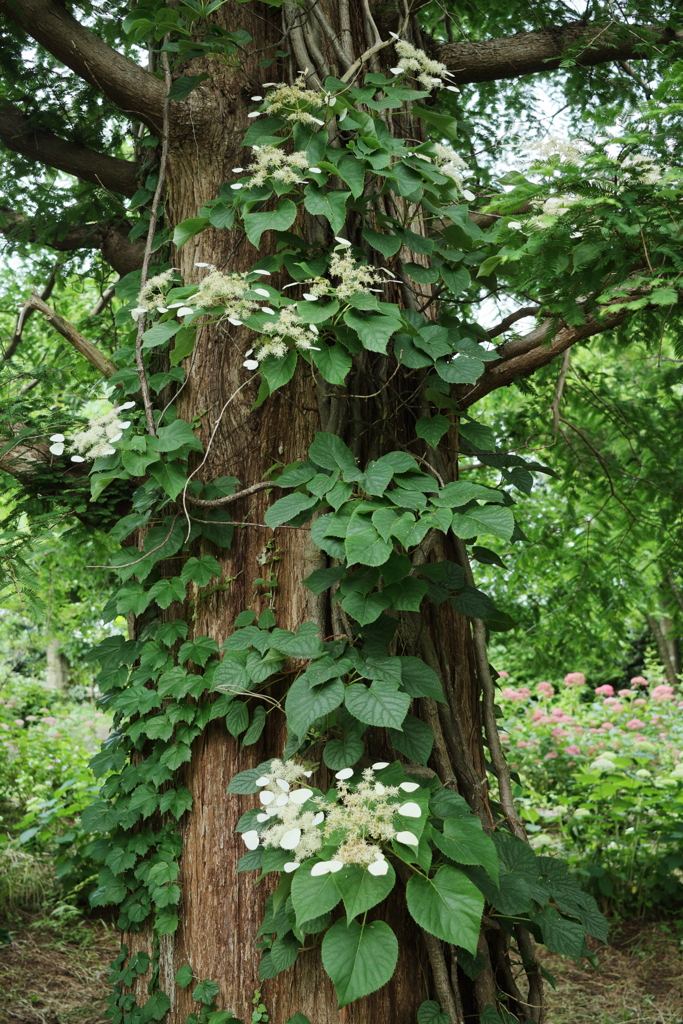 ツル紫陽花