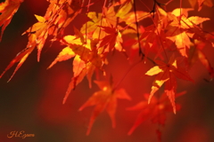 秋の光