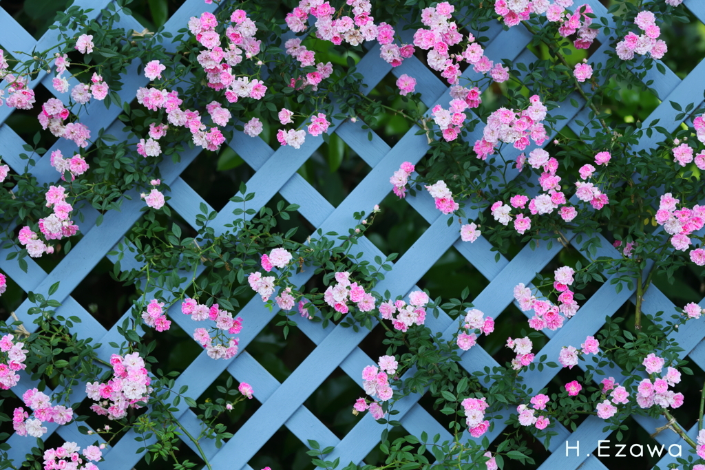ツル薔薇3