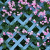 ツル薔薇3