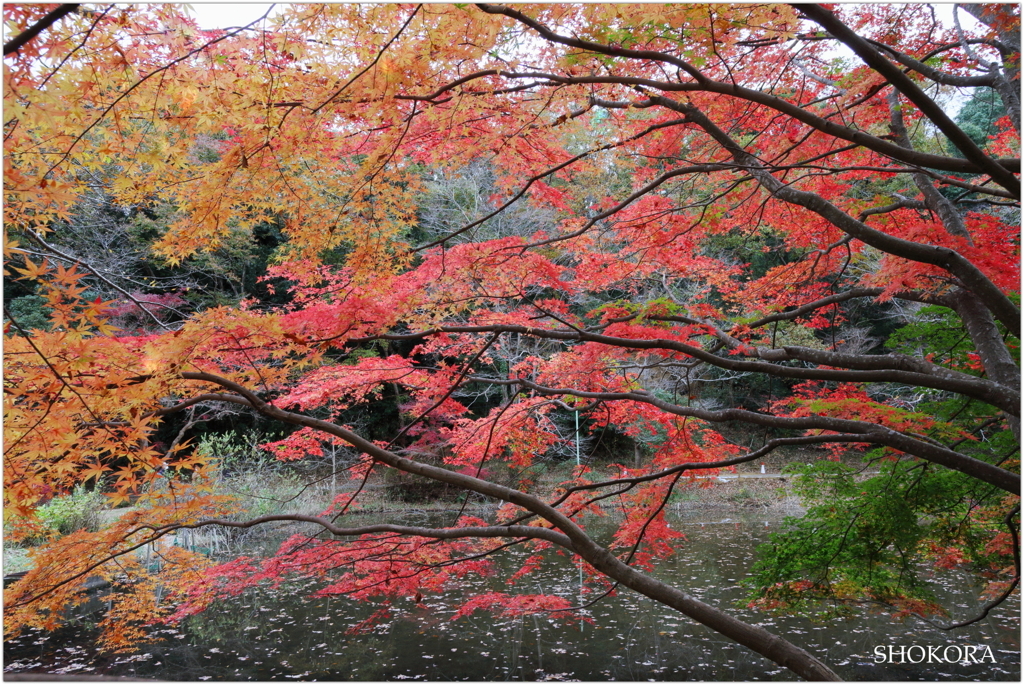 池の枝