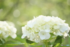 White hydrangea Ⅱ