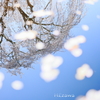 映る姫桜