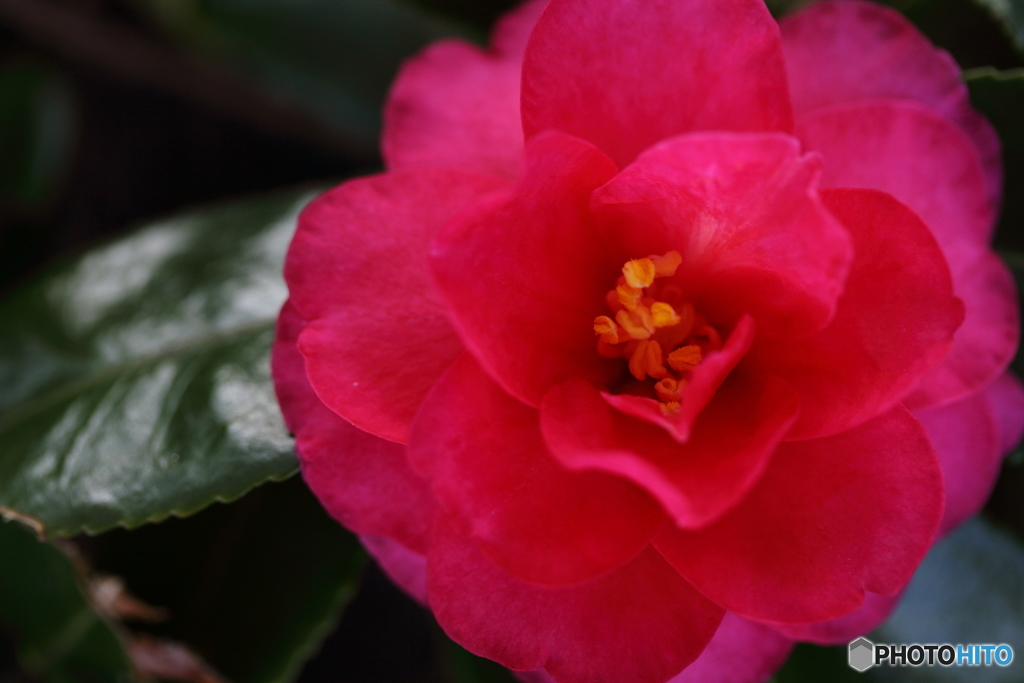 冬の花Ⅱ