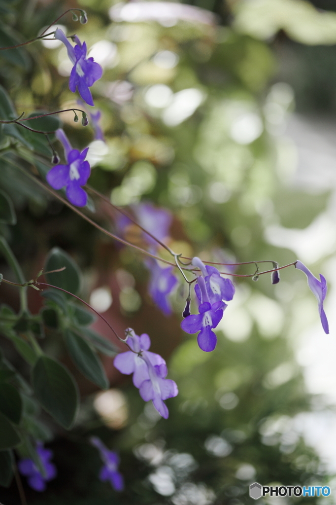 木陰の花