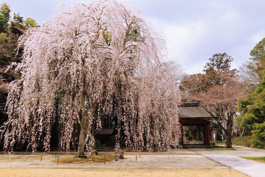 姫桜