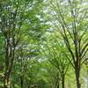 緑の並木道