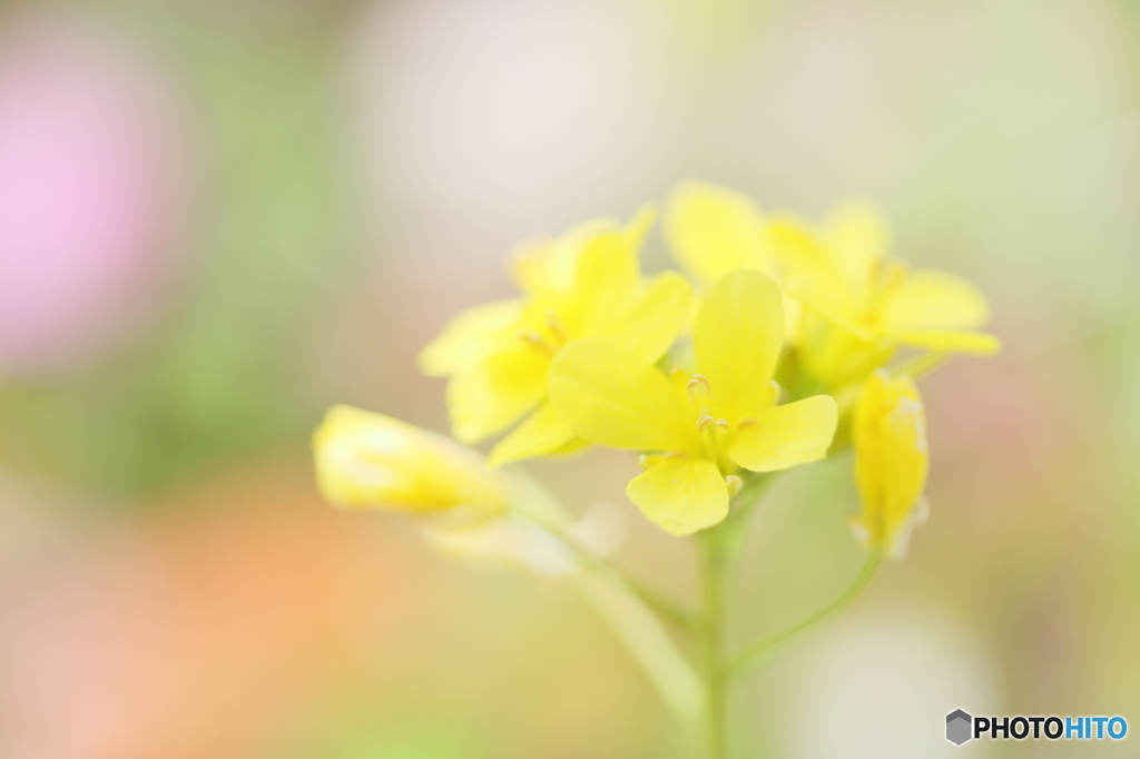 In spring