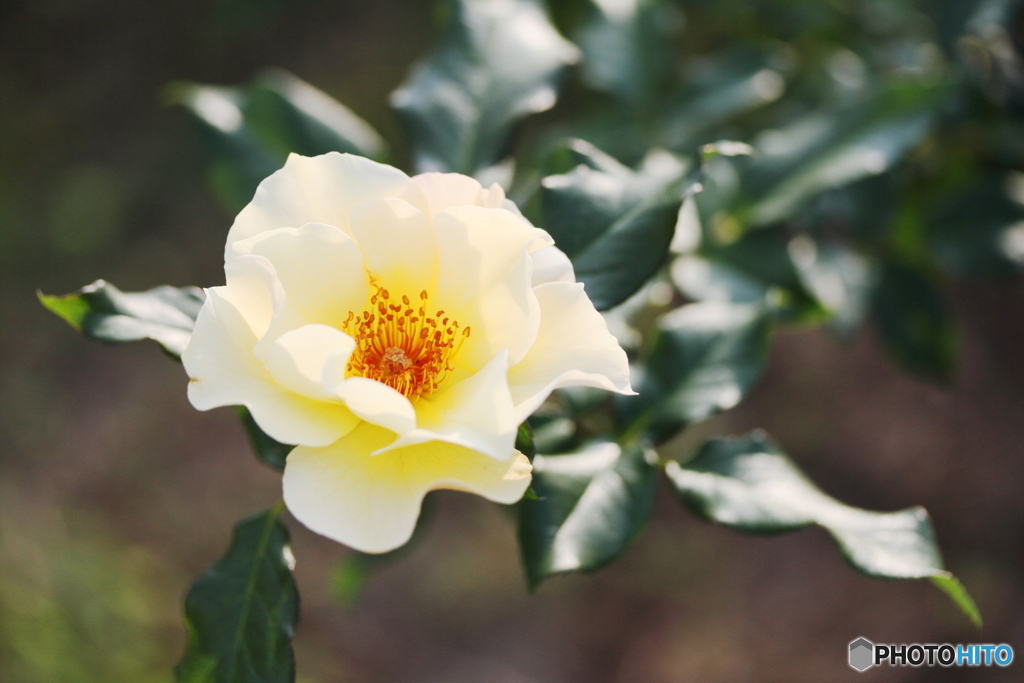 Autumn yellow rose