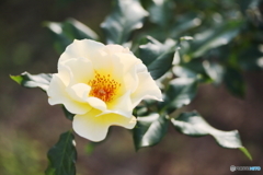 Autumn yellow rose
