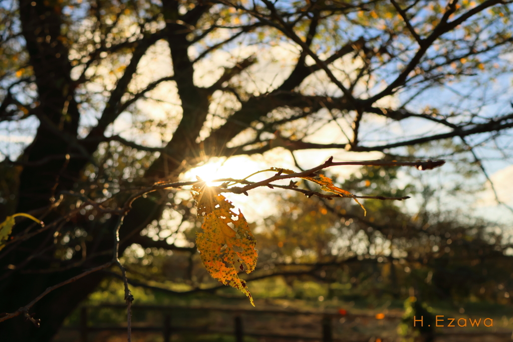 山桜の紅葉