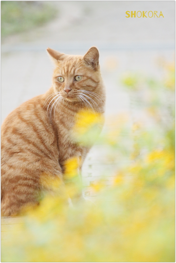 公園のねこ