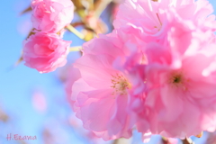ふわっと八重桜