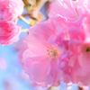 ふわっと八重桜