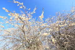 枝垂れ梅の空